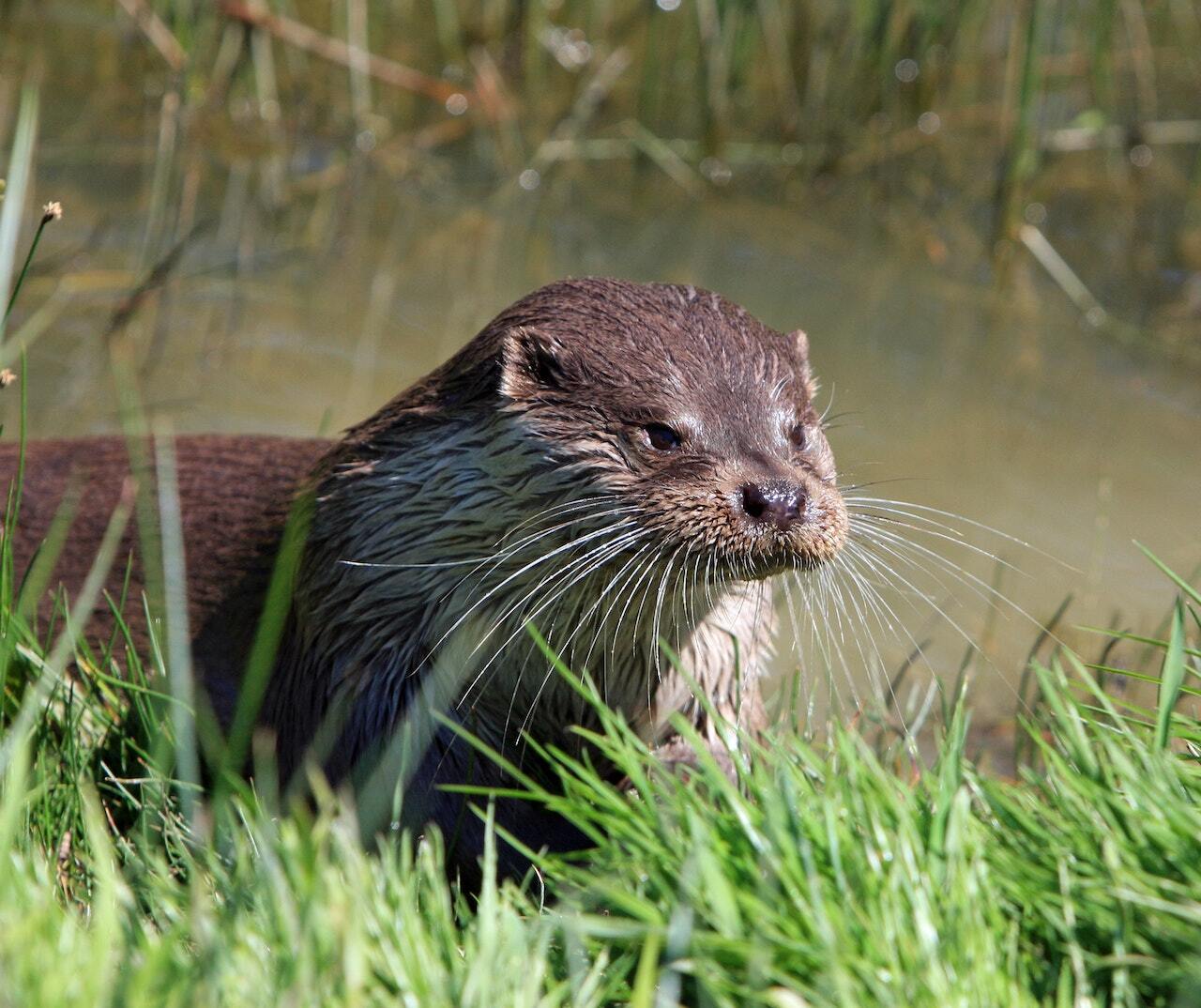 Otters And Water Voles Solway Ecology Consulting Ltd